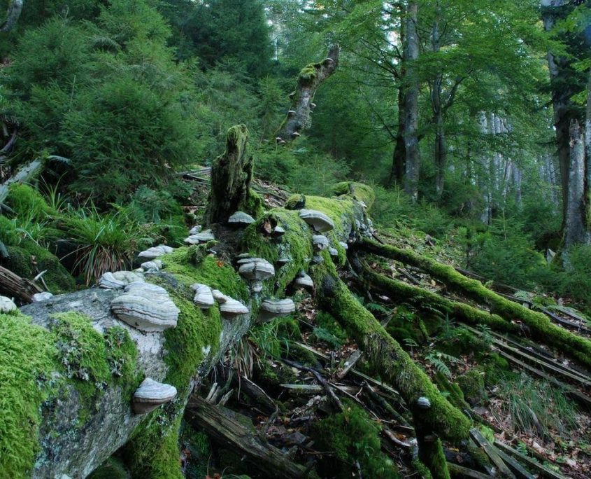 Bannwald Wilder See Black Forest National Park | Hotel am Sophienpark