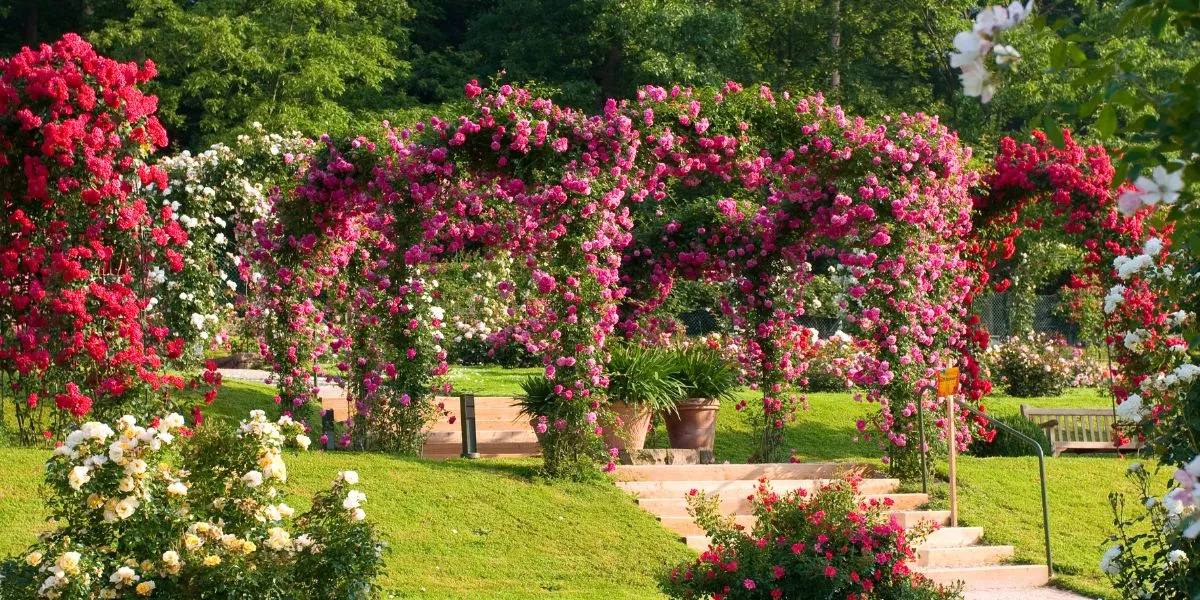 Rosenneuheitengarten am Beutig Baden-Baden, hier werden die neuen Rosen gekürt
