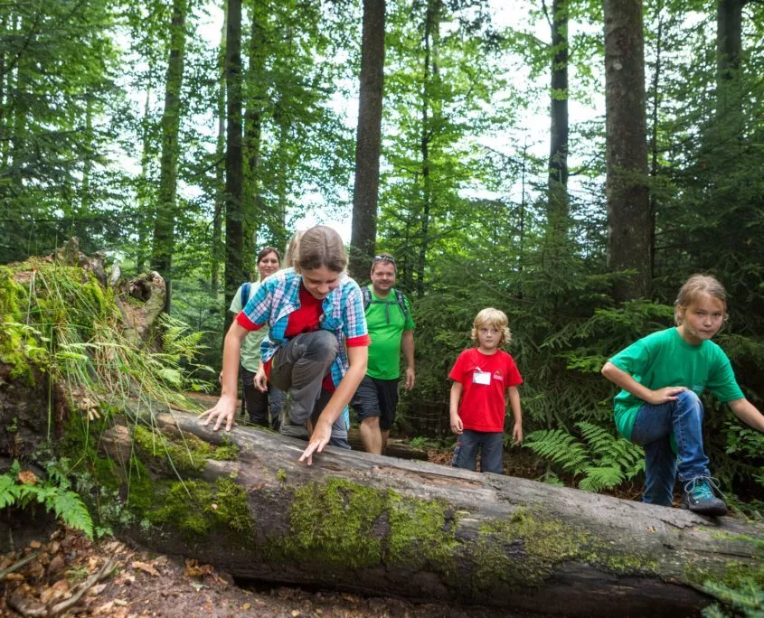 csm_Wildnispfad01_qu-int_1b2ef53f8c Im Nationalpark Schwarzwald gibt es den Wildnispfad, Luchspfad, Lotharpfad, damit Familien mit Kindern die Natur erkunden können