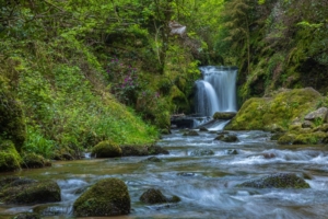 Der Geroldsauer Wasserfall liegt ganz nah an Baden-Baden und bietet im Frühling eine atemberaubende Rododendron Blüte
